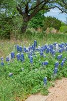 Blue flowers growing next to a footpath and a line of trees in the background. photo