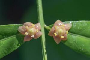 Small pink flowers of the Strawberry bush plant in springtime. photo