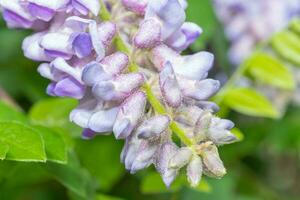 Texas wisteria is an ornamental plant with purple flowers that are quite fragrant. photo