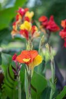 The vibrant colors of canna lily blossoms on a morning in springtime. photo