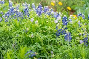 Beautiful, bright flowers in shades of blue growing in a Texas springtime garden. photo