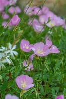 The delicate petals of pink evening primrose flowering in a Texas garden. photo