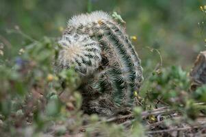 un pequeño cactus creciente en el Texas colina país. foto