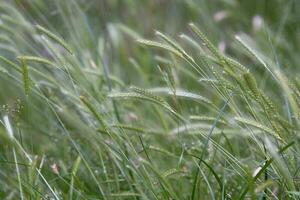 verde césped, cuales es Realmente un comestible grano, golpes en el viento. foto