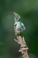 A green anole in a Texas garden. photo