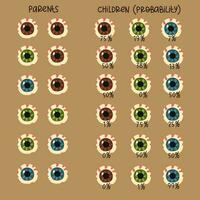 Vector illustration of the system of genetic distribution of eye color in a child depending on the color of the parents' eyes in percentage terms. Collection with percentages of color probability