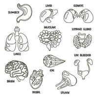 A set of contour vector illustrations of human internal organs. Suitable for printing, Internet and presentations. Simple illustrations of organs in a linear style. Cartoon, for coloring, tutorial