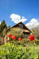 tulips close up at yard of rural house in spring photo