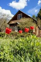 red tulip flowers in backyard of rural house photo