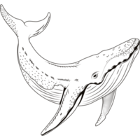 estilo de dibujo de vida marina de ballena png