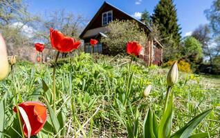 rojo tulipán flores en suelo cerca cabaña en primavera foto