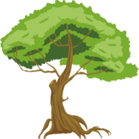 árbol verde planta bosque png