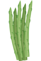 Spargel frisches Gemüse png