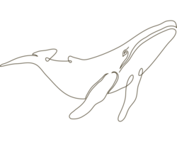 wild whale line drawn png