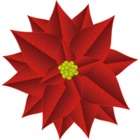 fiore rosso di natale png