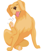 lindo perro golden retriever png