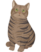 süße kleine Katze png