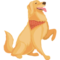 golden retriever hond png