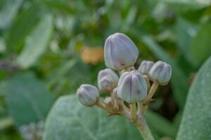 Purple and violet flower buds when is blossom at the spring time. The photo is suitable to use for botanical flower content media and nature background.