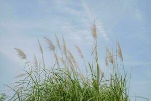 Pampas grass flower when summer time with blue sky. The photo is suitable to use for nature background and flora content media.