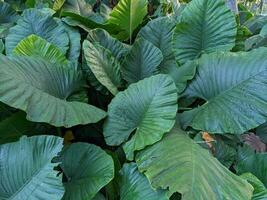 Close up green taro leaves on the river side when spring season. The photo is suitable to use for green leaves content media, nature poster and green leaves background.