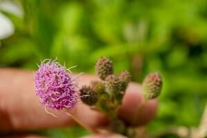 Close up photo of pink and yellow flower hold with hand. The photo is suitable to use for nature background, botanical content media and nature poster.