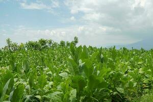 Tobacco garden field when growing season terracing method on high ground. The photo is suitable to use for botanical background, nature tobacco posters and nature content media.