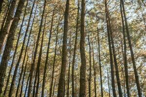 Pine forest when springtime that on the track for hiking mountain. The photo is suitable to use for adventure content media, nature poster and forest background.