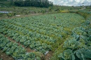 Cabbage garden field when harvest season with array planting. The photo is suitable to use for garden field content media, nature poster and farm background.