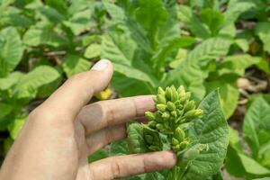 Man hold tobacco flower and leaf when harvest season. The photo is suitable to use for garden field content media, nature poster and farm background.