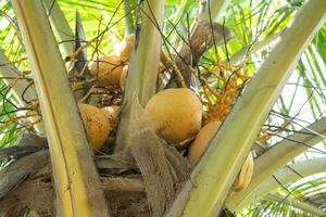 Yellow coconut fruit on the coconut tree when harvest season. The photo is suitable to use for garden background , fruit botanical poster and content media.