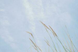 Pampas grass flower when summer time with blue sky. The photo is suitable to use for nature background and flora content media.