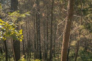 Pine forest when springtime that on the track for hiking mountain. The photo is suitable to use for adventure content media, nature poster and forest background.