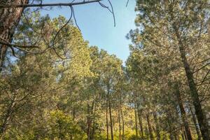 Pine forest when springtime that on the track for hiking mountain. The photo is suitable to use for adventure content media, nature poster and forest background.