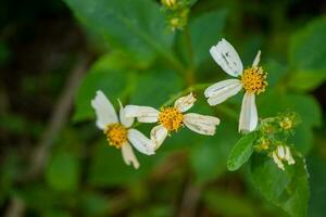 Wild white flower when is blossom at the spring time. The photo is suitable to use for botanical flower content media and nature background.