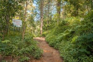 el camino en el pino bosque ese yendo a pico montaña cuando verano tiempo. el foto es adecuado a utilizar para aventuras contenido medios de comunicación, naturaleza póster y bosque antecedentes.