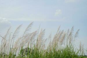 Pampas grass flower when summer time with blue sky. The photo is suitable to use for nature background and flora content media.