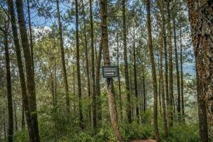 The way on the pine forest that going to peak mountain when summer time. The photo is suitable to use for adventure content media, nature poster and forest background.