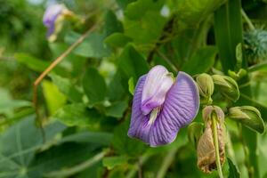 púrpura y Violeta flor brotes cuando es florecer a el primavera tiempo. el foto es adecuado a utilizar para botánico flor contenido medios de comunicación y naturaleza antecedentes.