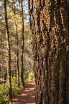 Surface and texture of tree trunk on pine forest when spring time. The photo is suitable to use for botanical background, nature posters and nature content media.