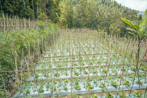 Garden field with terrace method when growing season. The photo is suitable to use for garden field content media, nature poster and farm background.