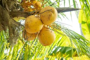 Yellow coconut fruit on the coconut tree when harvest season. The photo is suitable to use for garden background , fruit botanical poster and content media.