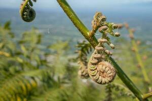 Fern leaf bud on the mountain with blurry background. The photo is suitable to use for botanical nature background, fern content media and tropical poster.