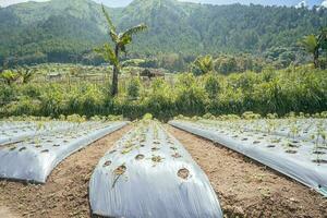 Garden field with terrace method when growing season. The photo is suitable to use for garden field content media, nature poster and farm background.