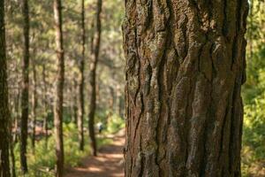 superficie y textura de árbol maletero en pino bosque cuando primavera tiempo. el foto es adecuado a utilizar para botánico fondo, naturaleza carteles y naturaleza contenido medios de comunicación.