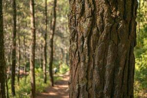 Surface and texture of tree trunk on pine forest when spring time. The photo is suitable to use for botanical background, nature posters and nature content media.