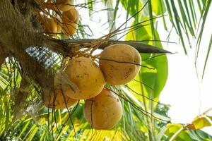 Yellow coconut fruit on the coconut tree when harvest season. The photo is suitable to use for garden background , fruit botanical poster and content media.