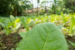 Tobacco garden field when growing season terracing method on high ground. The photo is suitable to use for botanical background, nature tobacco posters and nature content media.