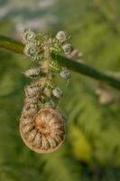 Fern leaf bud on the mountain with blurry background. The photo is suitable to use for botanical nature background, fern content media and tropical poster.