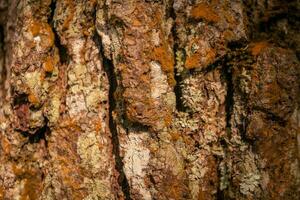 Surface and texture of tree trunk on pine forest when spring time. The photo is suitable to use for botanical background, nature posters and nature content media.